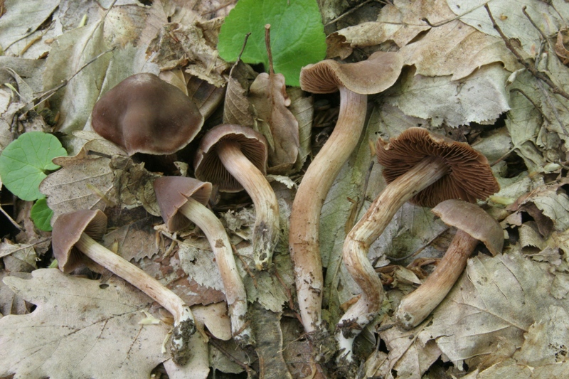 Cortinarius primaverili